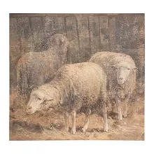 Obraz na plátně SHEEP 50x3x50 cm