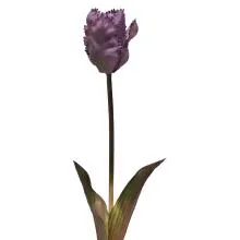 Umělý purpurový tulipán