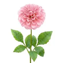 6PL0435LP 65 cm