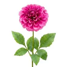 6PL0435P 65 cm