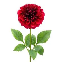6PL0435R 65 cm