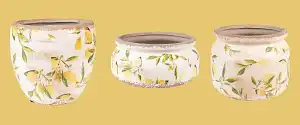 Lemons and Leaves K
